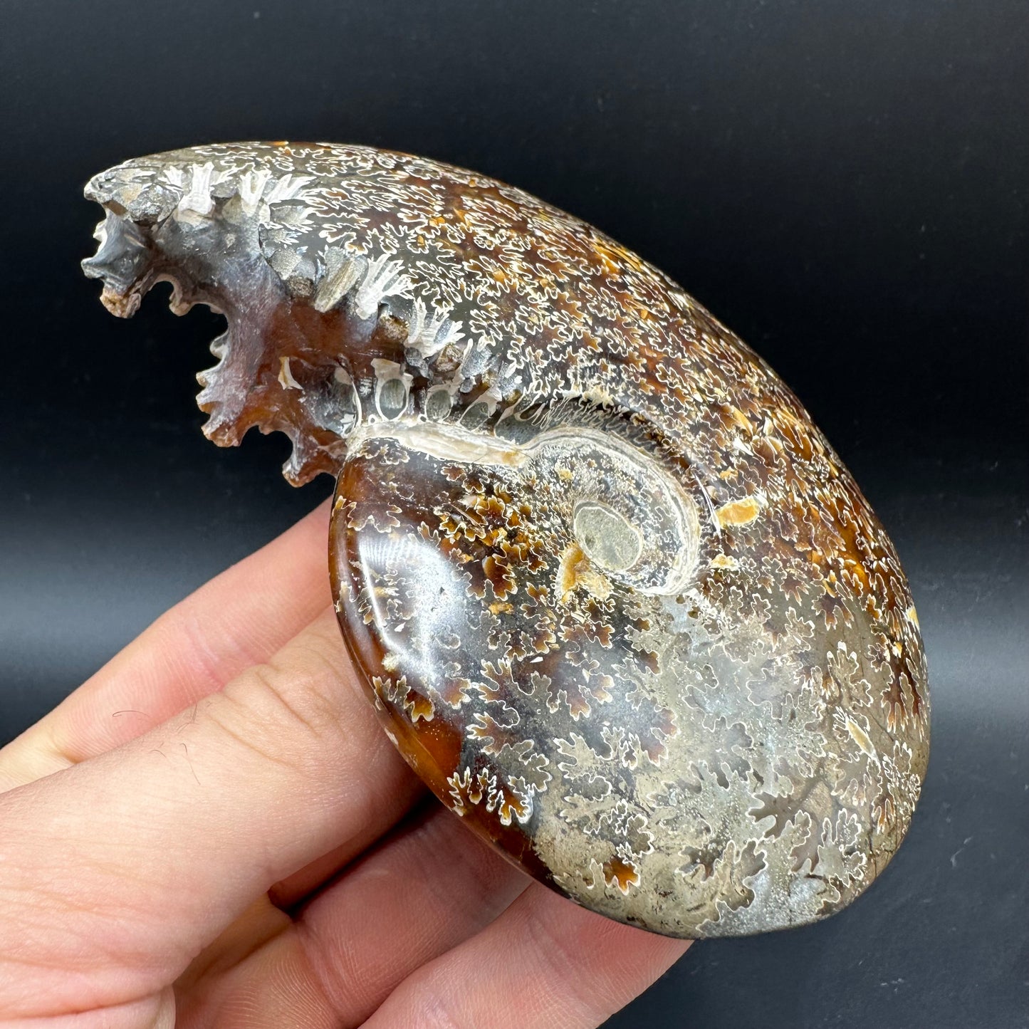 Cleoniceras Ammonite Fossil With Box And Stand - Cretaceous Ammonite Madagascar