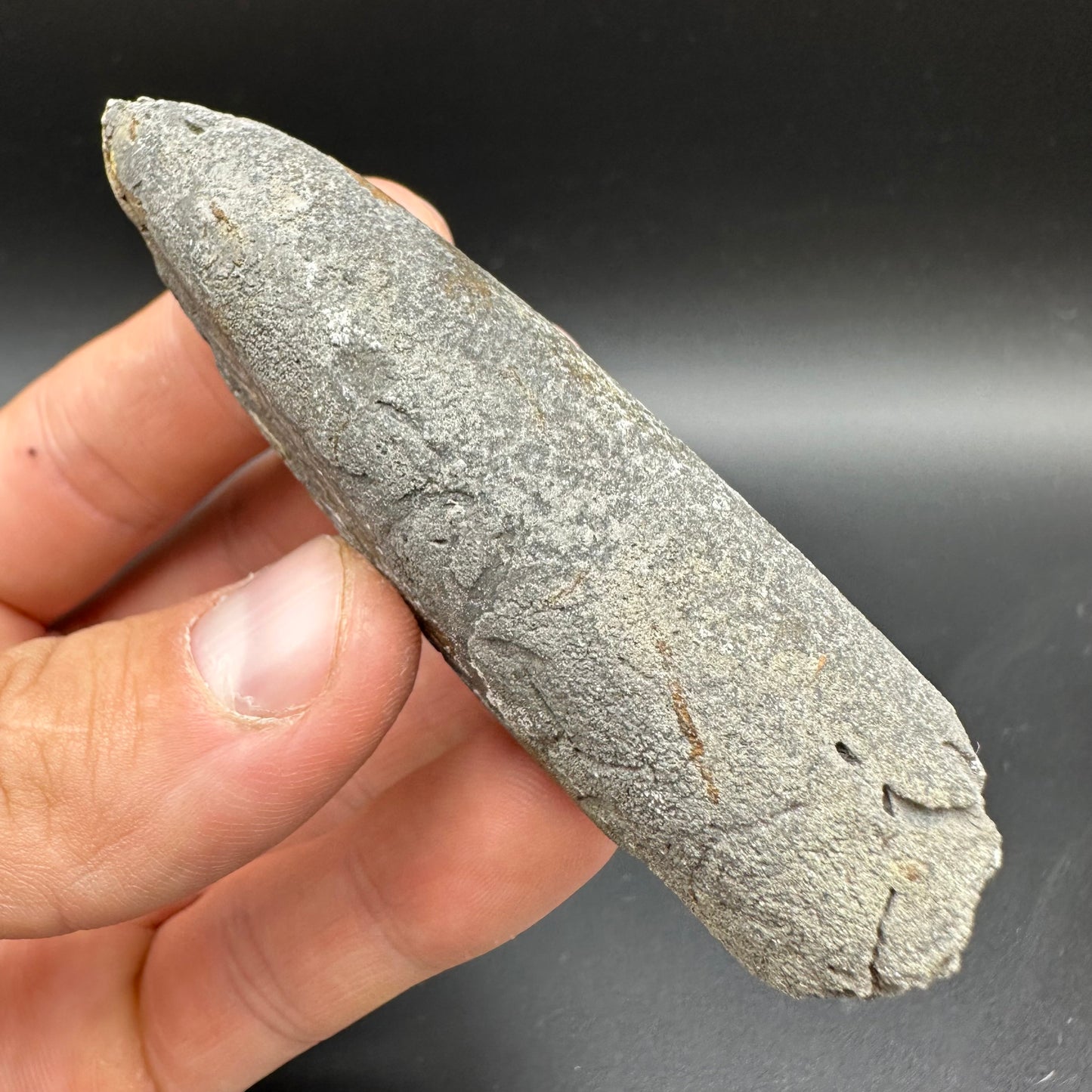 Belemnite (Fossil Squid) shell fossil - Whitby, North Yorkshire Jurassic Coast Yorkshire Fossils