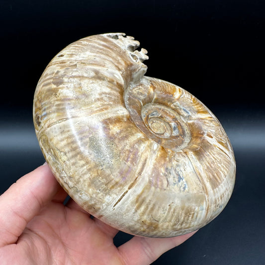 Puzosia Ammonite Fossil With Stand - Cretaceous Ammonite Madagascar