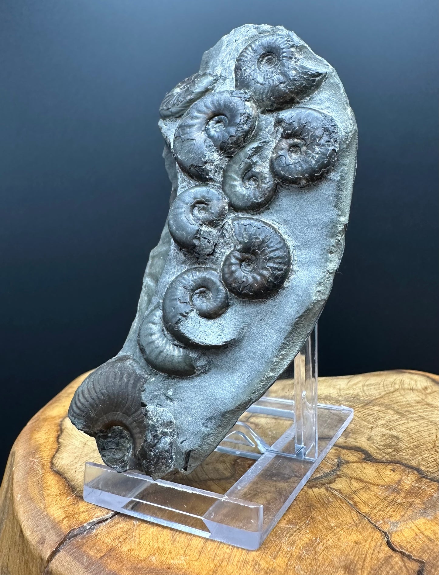 Eleganticeras Elegantulum ammonite fossil with box and stand - Whitby, North Yorkshire Jurassic Coast, Yorkshire Fossils