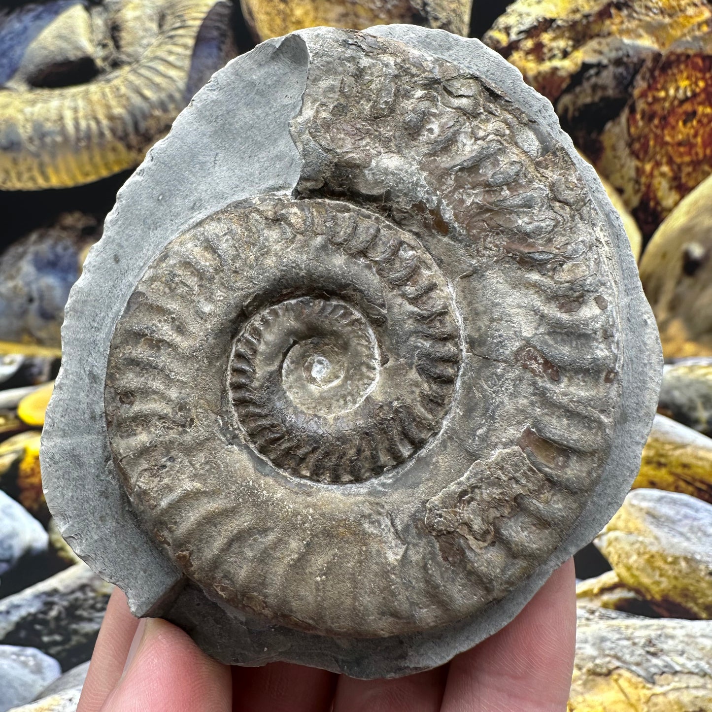 Hildoceras lusitanicum ammonite fossil - Whitby, North Yorkshire, Jurassic Coast, Yorkshire Fossils
