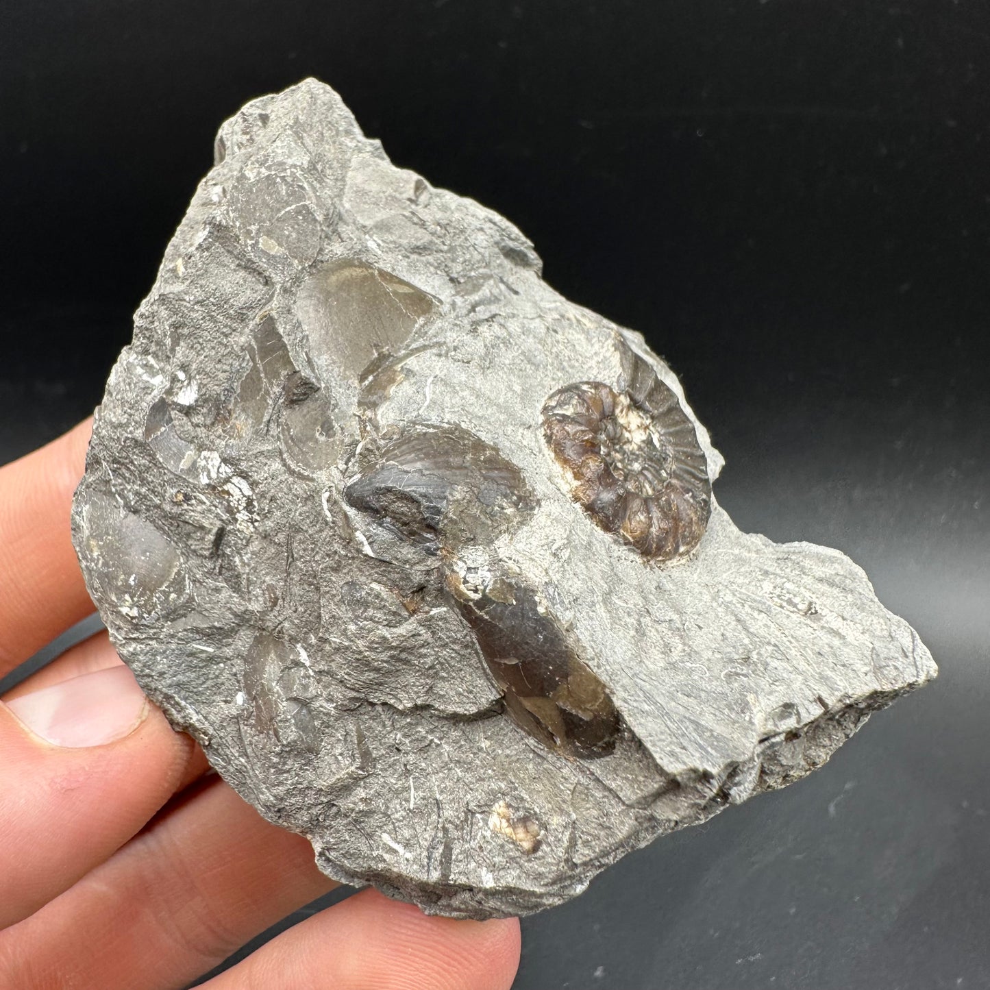 Amaltheus subnodosus Ammonite fossil with box and stand - Whitby, North Yorkshire Jurassic Coast Yorkshire Fossils