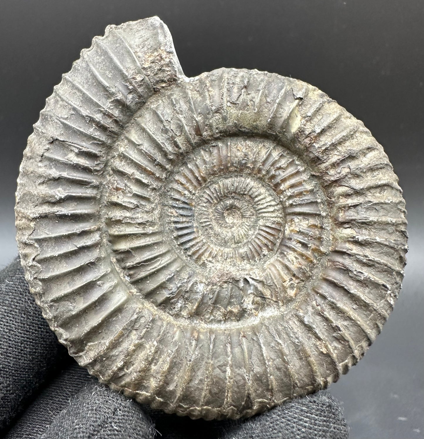 Dactylioceras Ammonite Fossil With Box And Stand - Whitby, North Yorkshire Jurassic Coast Yorkshire Fossils