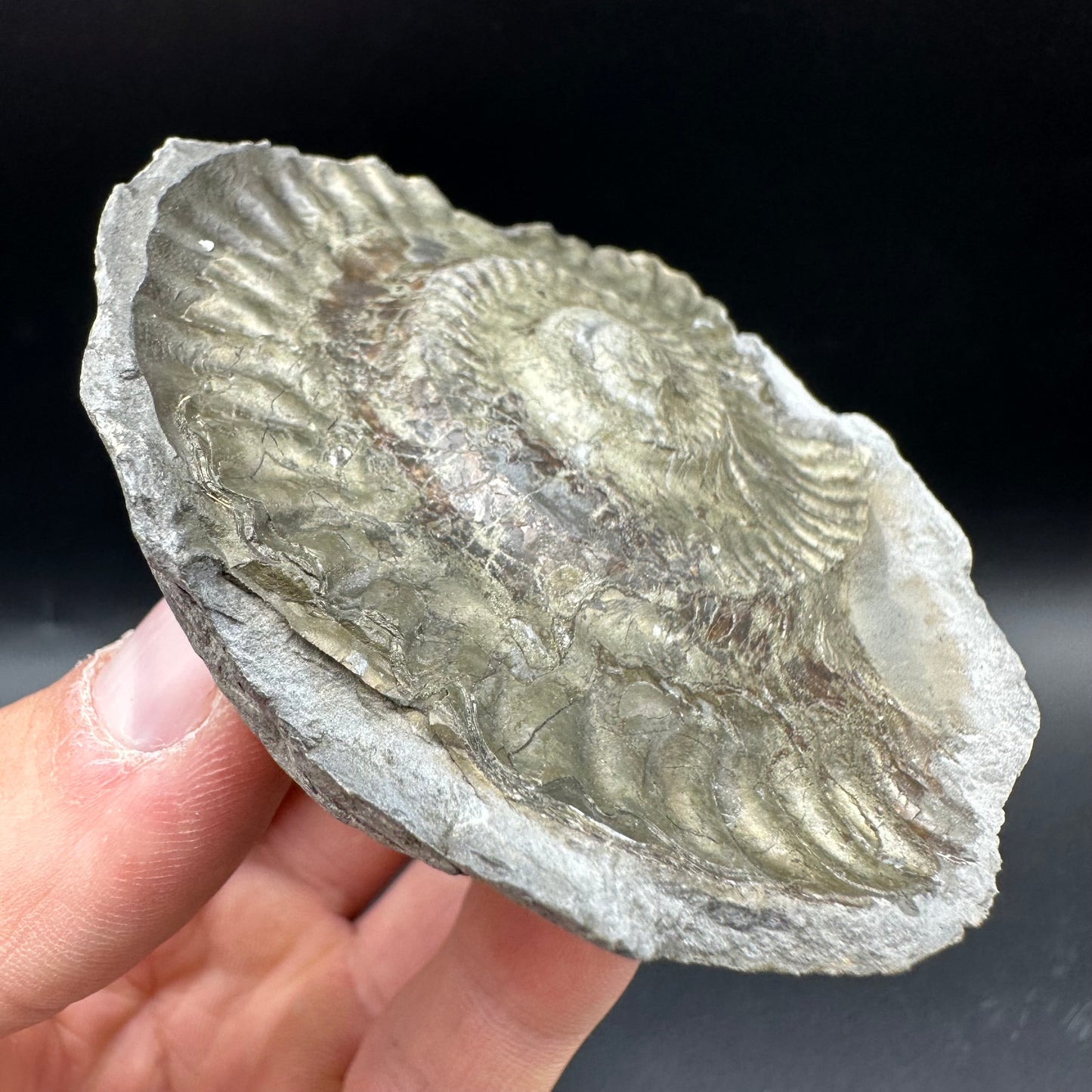 Golden Iron Pyrite Hildoceras lusitanicum Ammonite Nodule (split pair) Fossil With Box And Stand - Whitby, North Yorkshire Jurassic Coast Yorkshire Fossils
