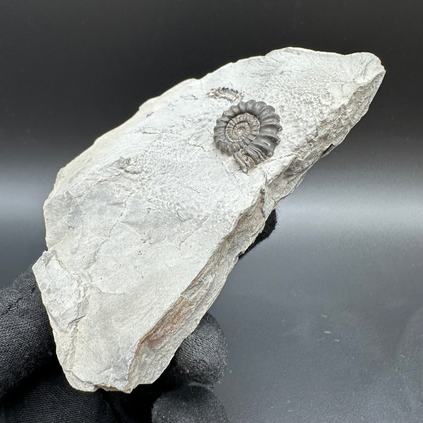 Gagaticeras Ammonite fossil with box and stand - Whitby, North Yorkshire Jurassic Coast Yorkshire Fossils