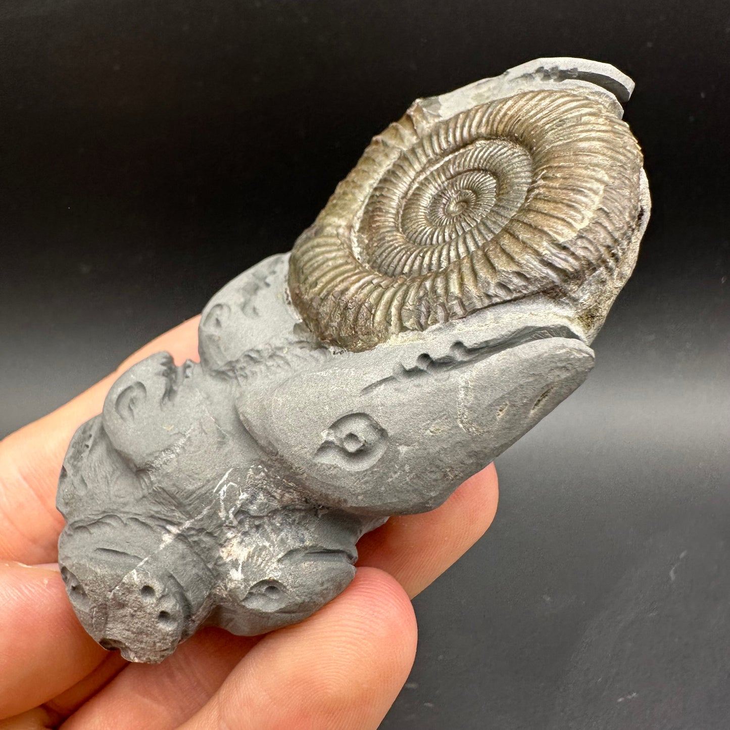 Hydra Snakestone Ammonite Fossil With Bag/Box And Stand - Whitby, North Yorkshire Jurassic Coast Yorkshire Fossils