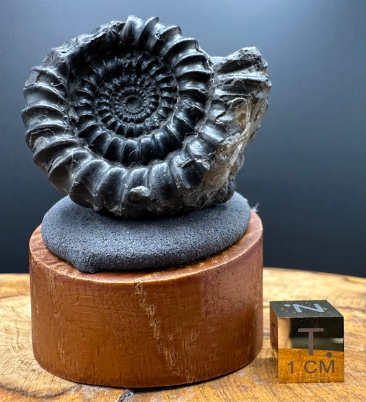 Gagaticeras Ammonite fossil with box and stand - Whitby, North Yorkshire Jurassic Coast Yorkshire Fossils