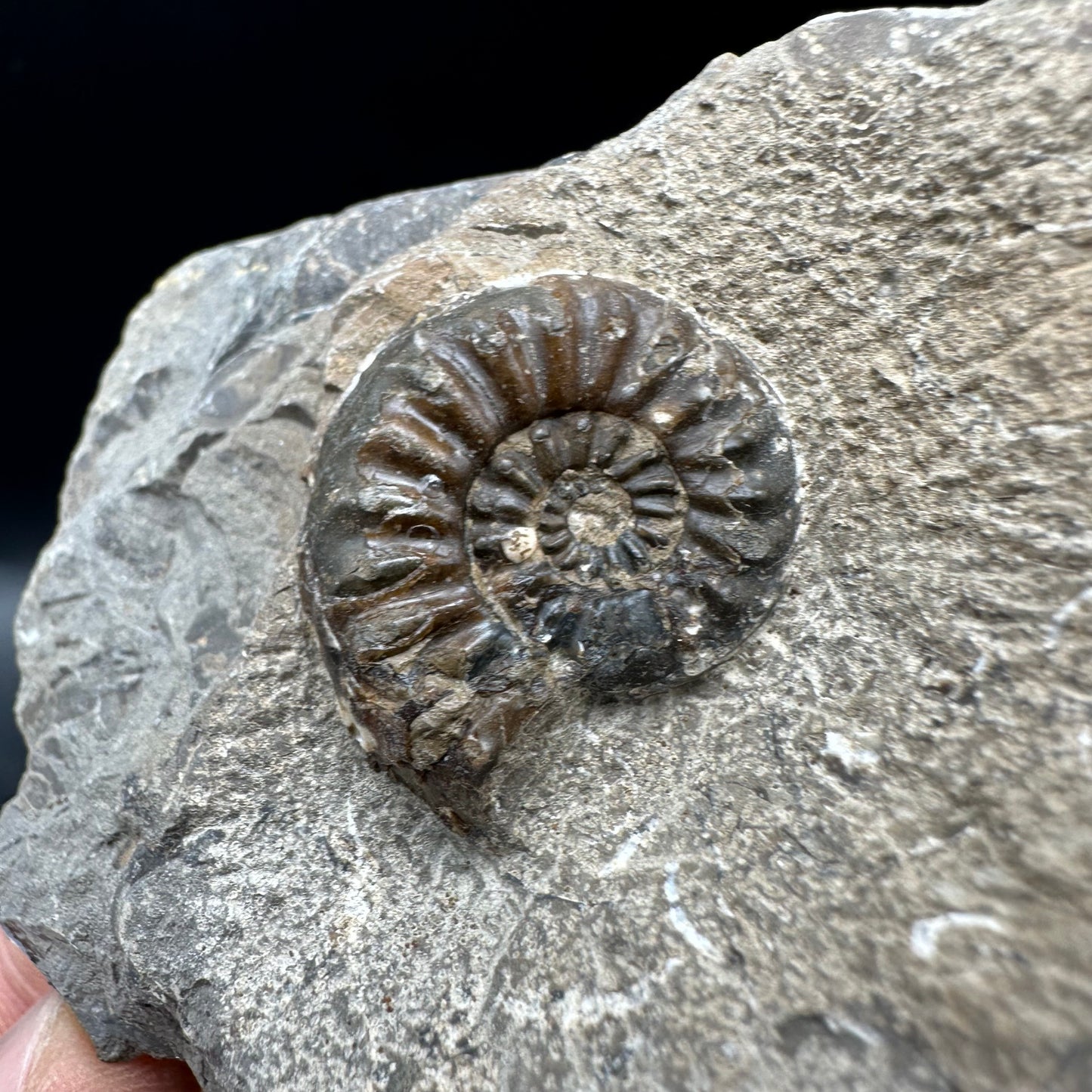Amaltheus subnodosus Ammonite fossil with box and stand - Whitby, North Yorkshire Jurassic Coast Yorkshire Fossils
