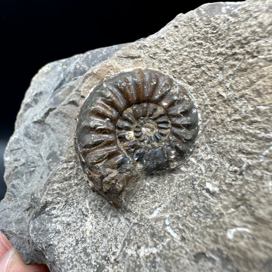 Amaltheus subnodosus Ammonite fossil with box and stand - Whitby, North Yorkshire Jurassic Coast Yorkshire Fossils