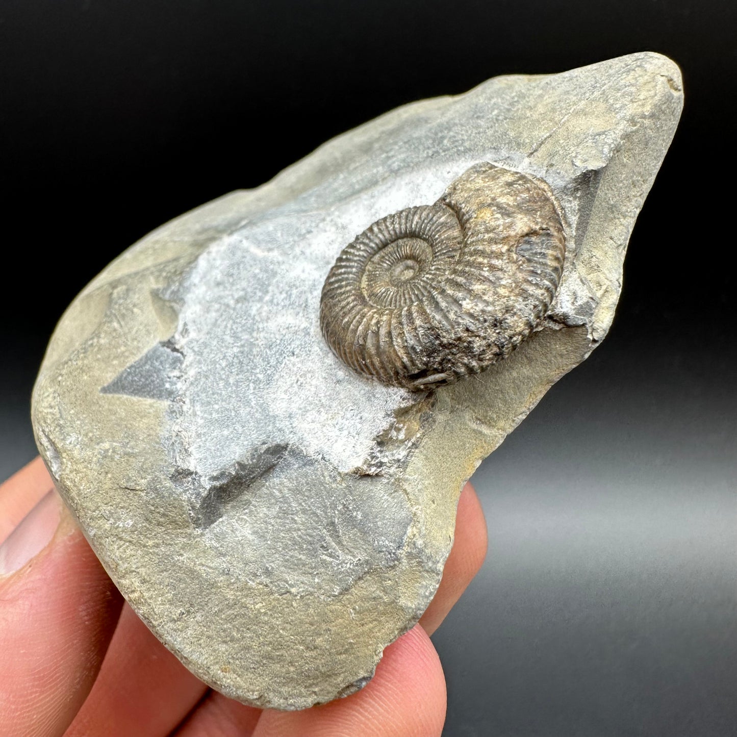 Dactylioceras Ammonite Fossil With Box And Stand - Whitby, North Yorkshire Jurassic Coast Yorkshire Fossils