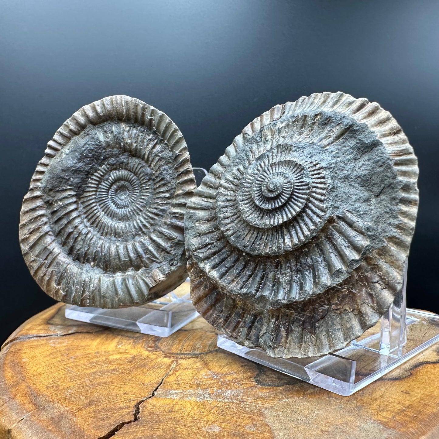 Dactylioceras Ammonite nodule (split pair) Fossil With Box And Stand - Whitby, North Yorkshire Jurassic Coast Yorkshire Fossils