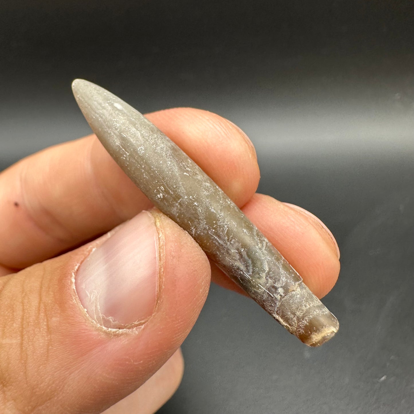 Hibolite (Fossil Squid) shell fossil - Whitby, North Yorkshire Jurassic Coast Yorkshire Fossils
