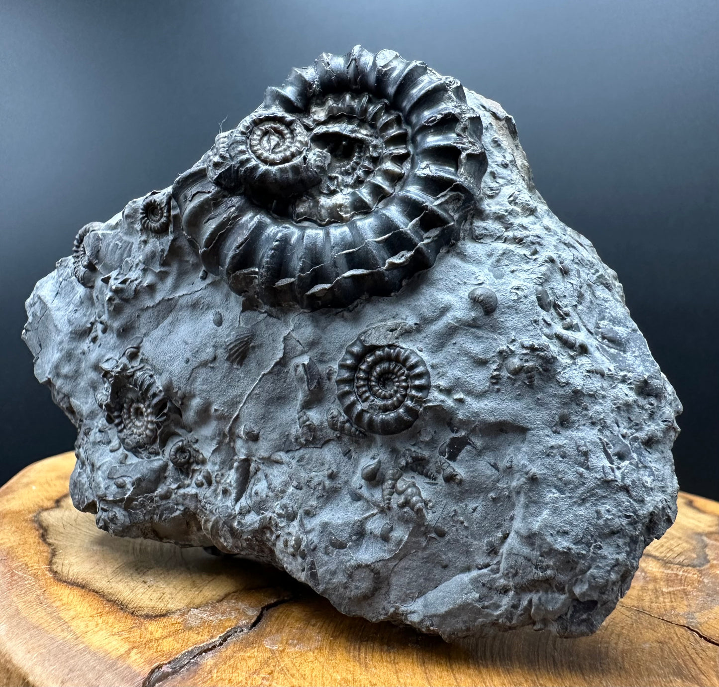 Gagaticeras Ammonite fossil with box and stand - Whitby, North Yorkshire Jurassic Coast Yorkshire Fossils