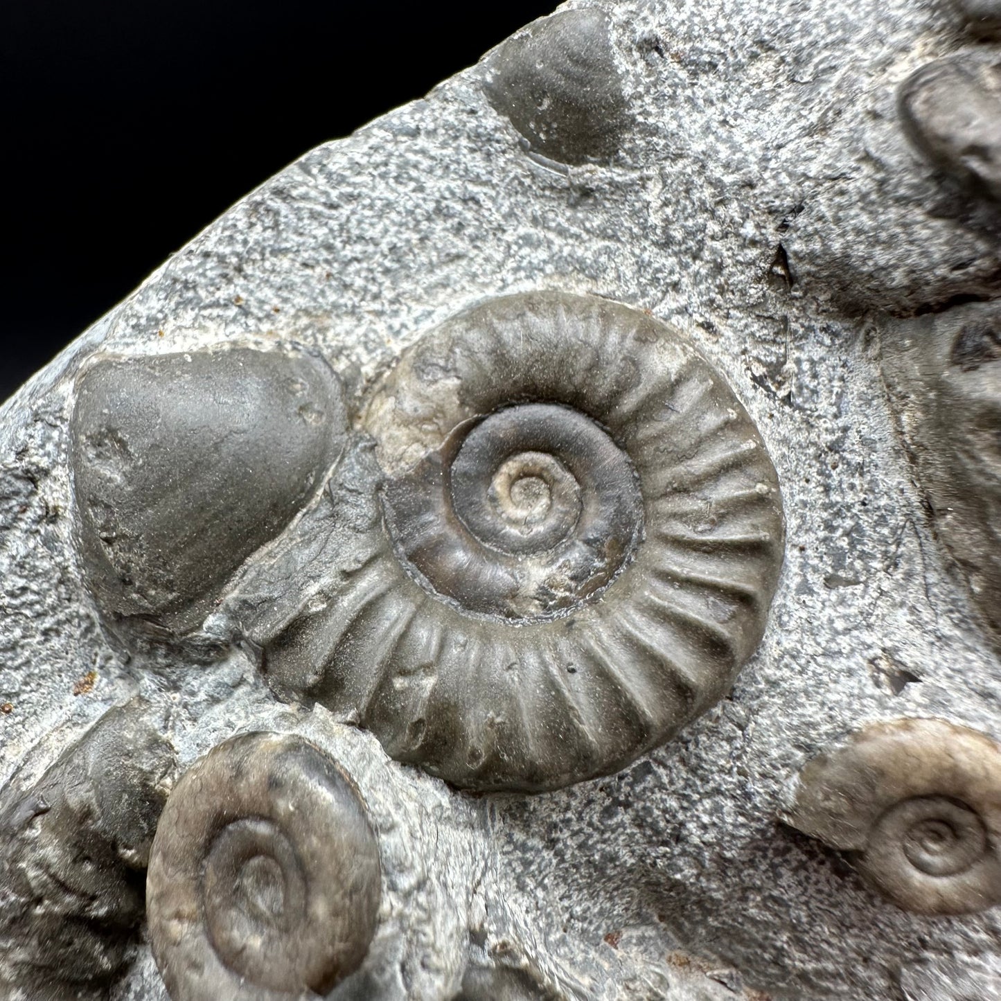 Arnioceras ammonite shell fossil with box and stand - Whitby, North Yorkshire Jurassic Coast Yorkshire Fossils