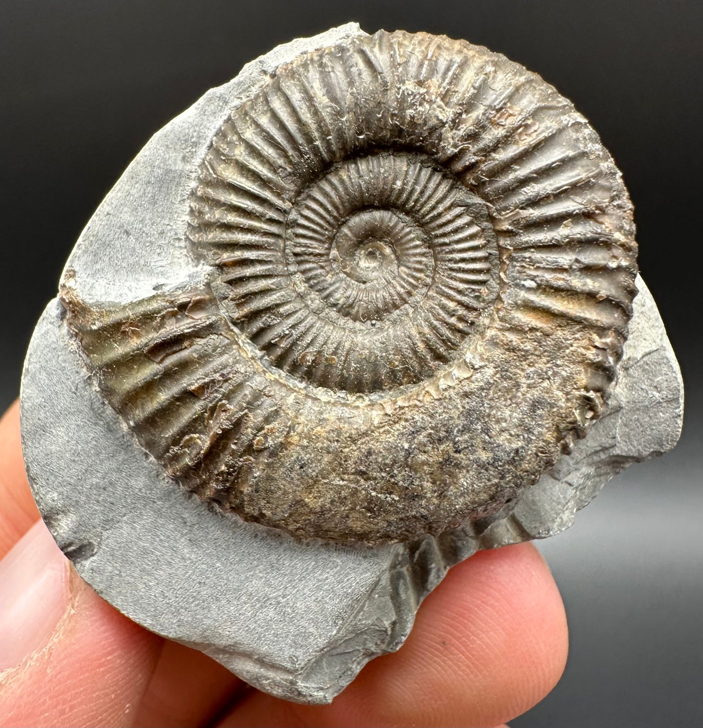Dactylioceras Ammonite Fossil With Box And Stand - Whitby, North Yorkshire Jurassic Coast Yorkshire Fossils