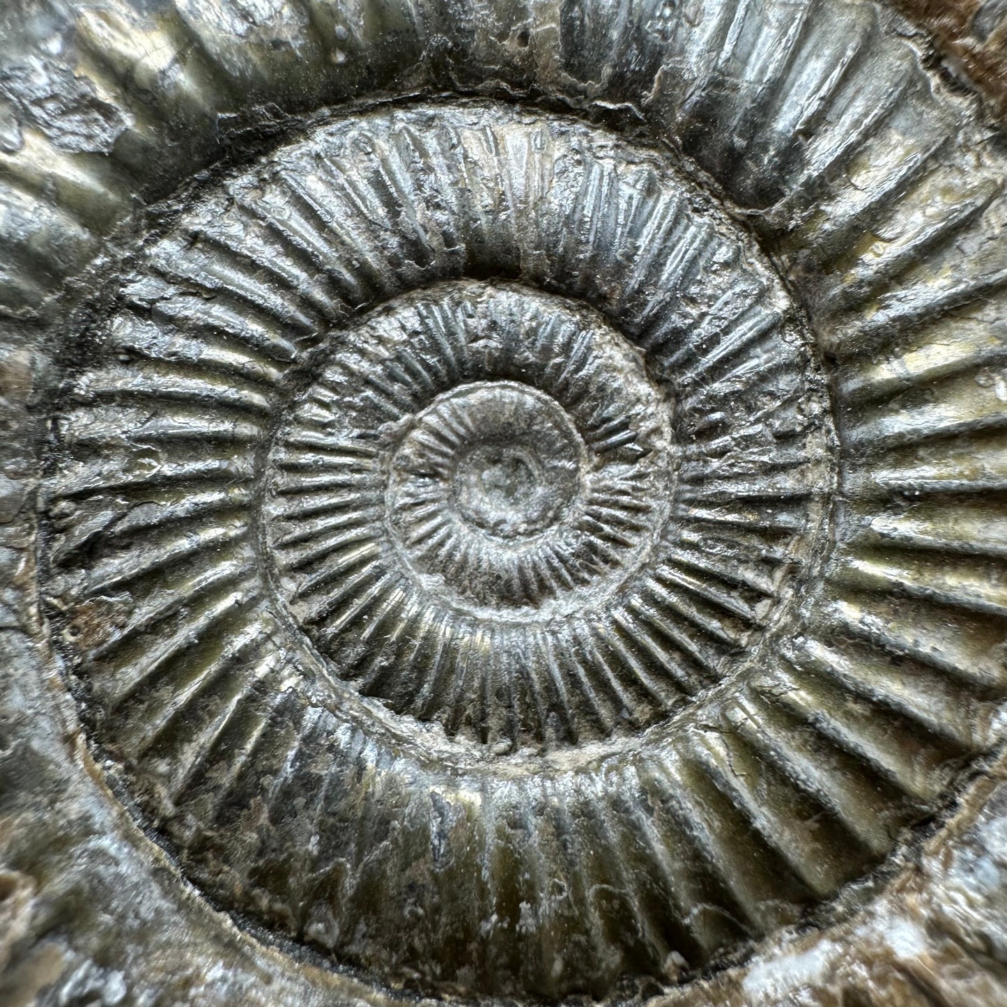 Dactylioceras Ammonite Fossil With Box And Stand - Whitby, North Yorkshire Jurassic Coast Yorkshire Fossils