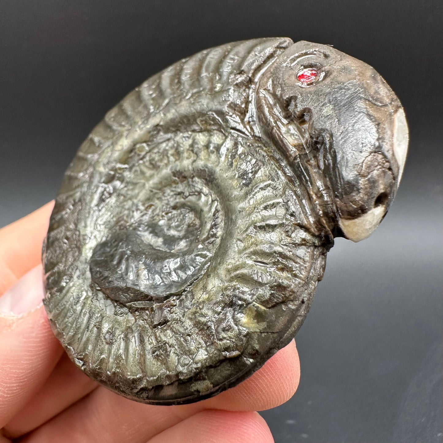 Snakestone Ammonite Fossil With Bag/Box And Stand - Whitby, North Yorkshire Jurassic Coast Yorkshire Fossils