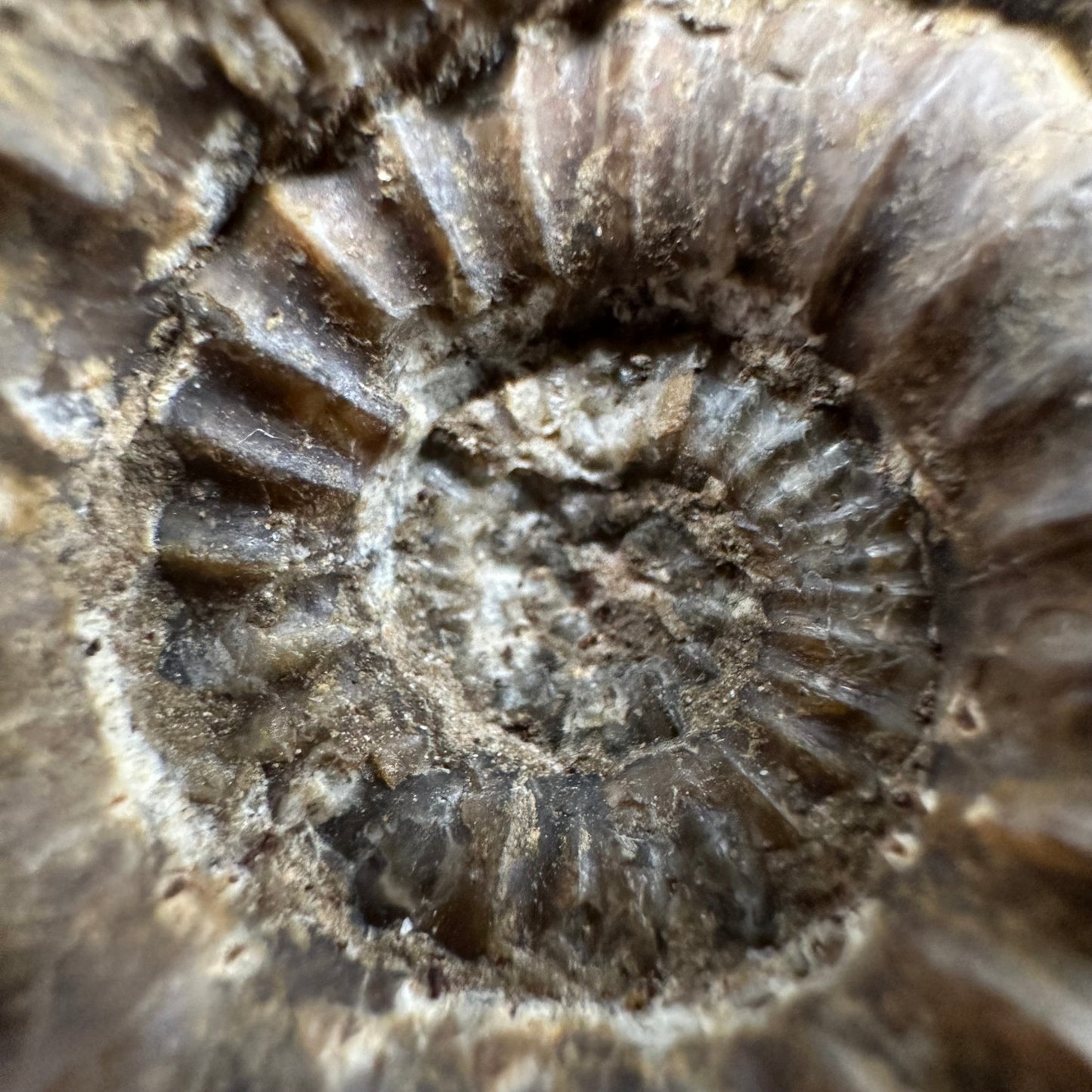 Androgynoceras capricornus Ammonite fossil - Whitby, North Yorkshire Jurassic Coast Yorkshire Fossils