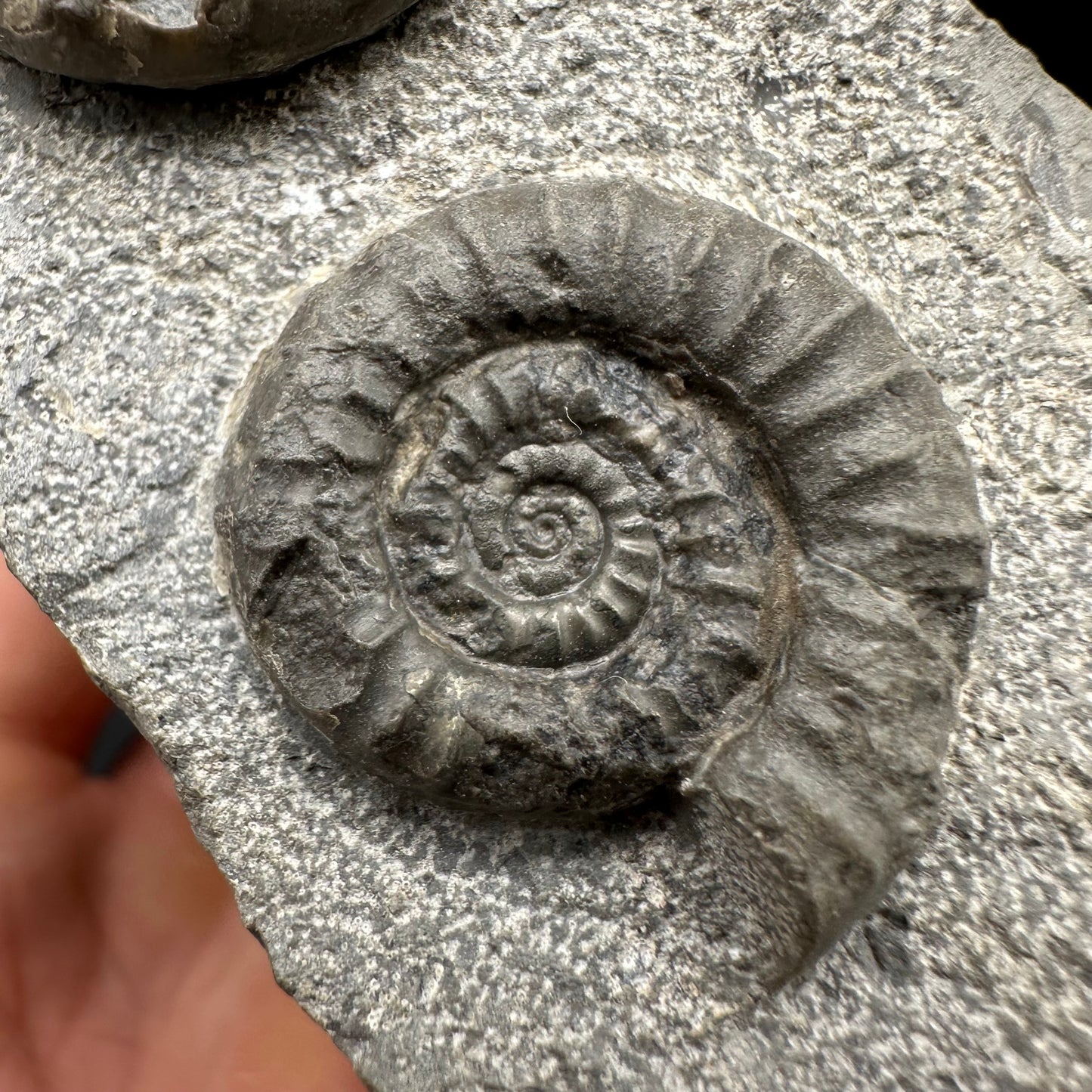 Arnioceras ammonite shell fossil with box and stand - Whitby, North Yorkshire Jurassic Coast Yorkshire Fossils