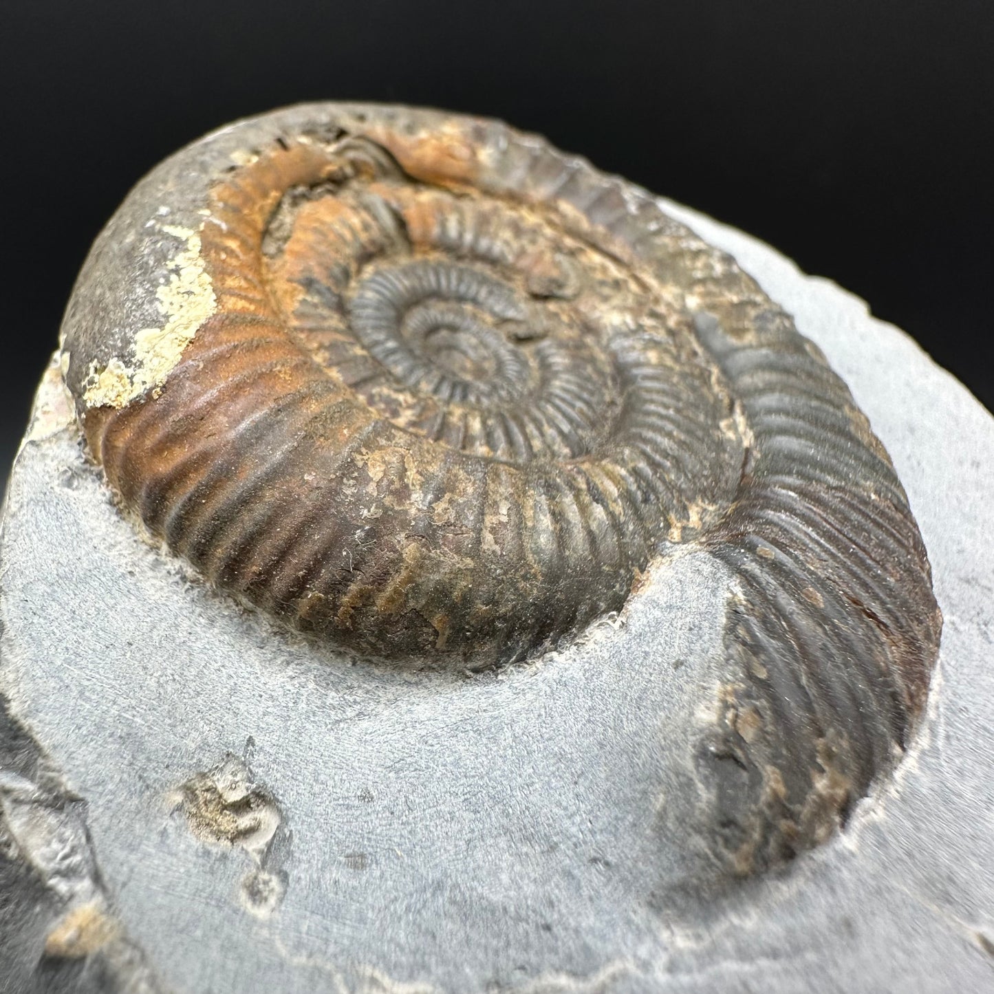 Dactylioceras Ammonite Fossil With Box And Stand - Whitby, North Yorkshire Jurassic Coast Yorkshire Fossils