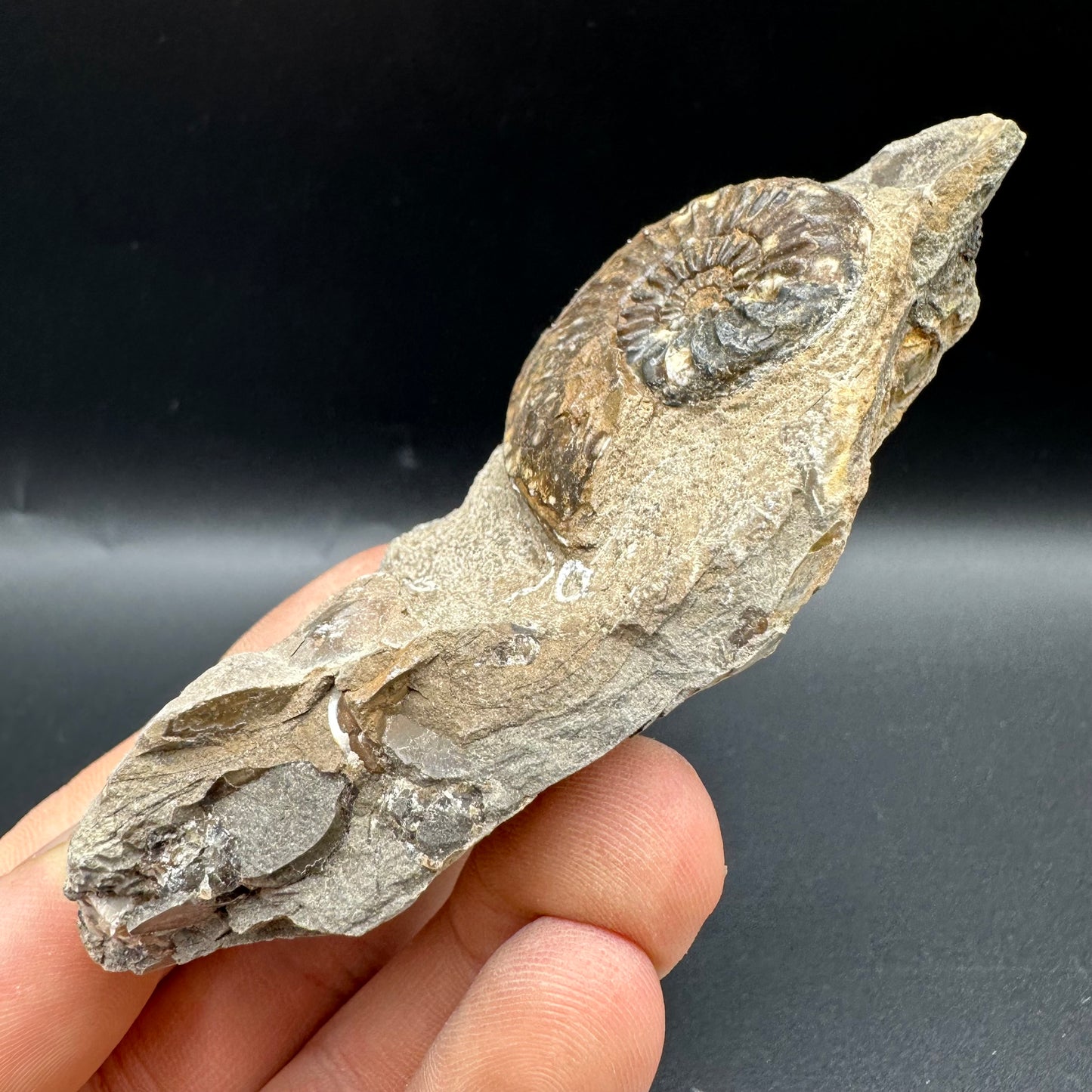 Amaltheus subnodosus Ammonite fossil with box and stand - Whitby, North Yorkshire Jurassic Coast Yorkshire Fossils