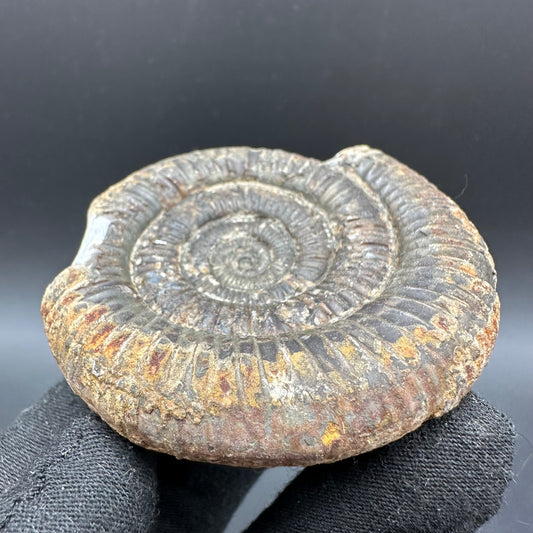 Dactylioceras Ammonite Fossil With Box And Stand - Whitby, North Yorkshire Jurassic Coast Yorkshire Fossils