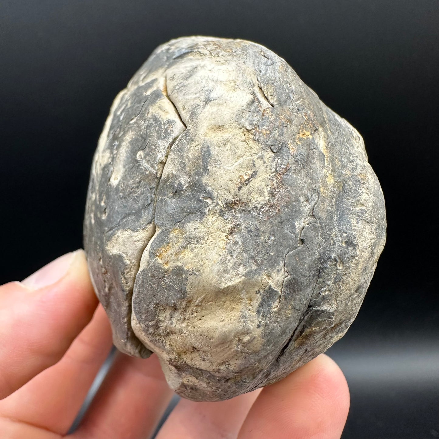 Dactylioceras Ammonite nodule (split pair) Fossil With Box And Stand - Whitby, North Yorkshire Jurassic Coast Yorkshire Fossils