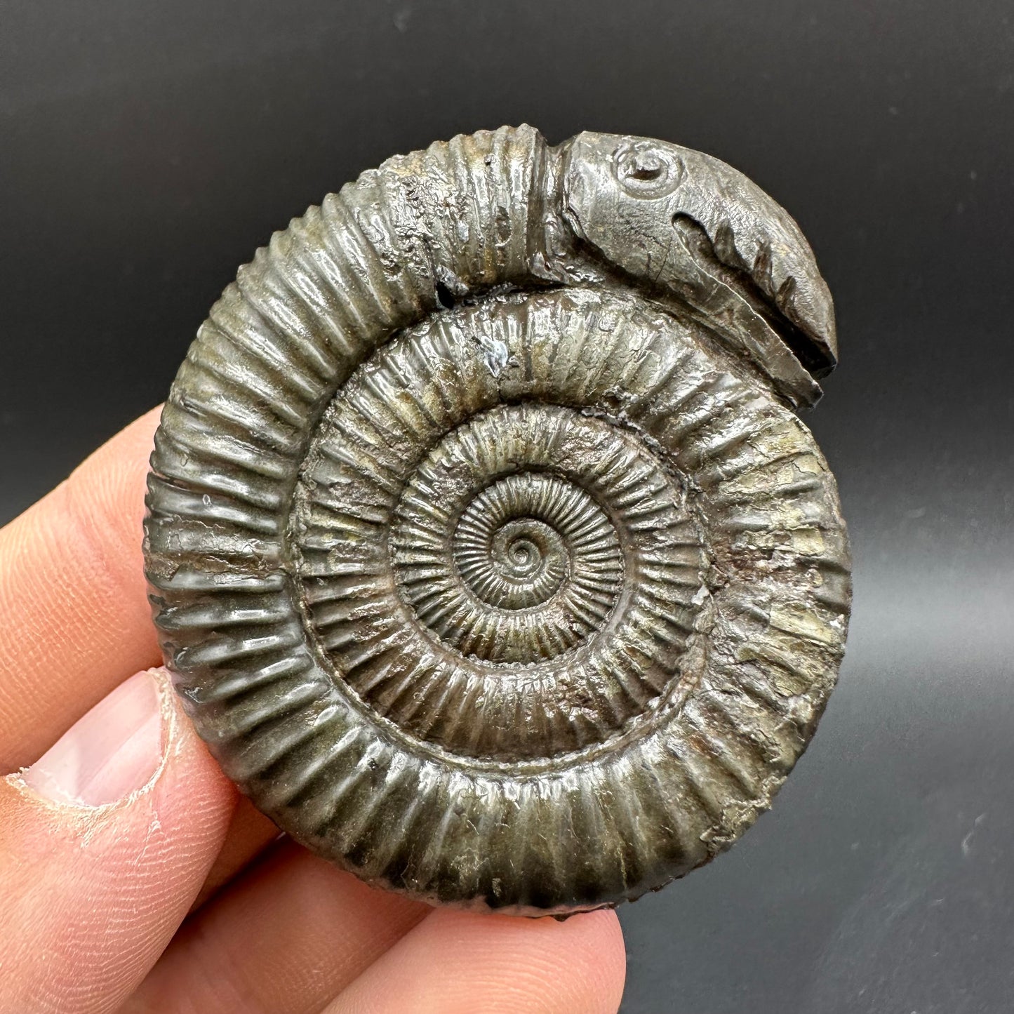 Snakestone Ammonite Fossil With Bag/Box And Stand - Whitby, North Yorkshire Jurassic Coast Yorkshire Fossils