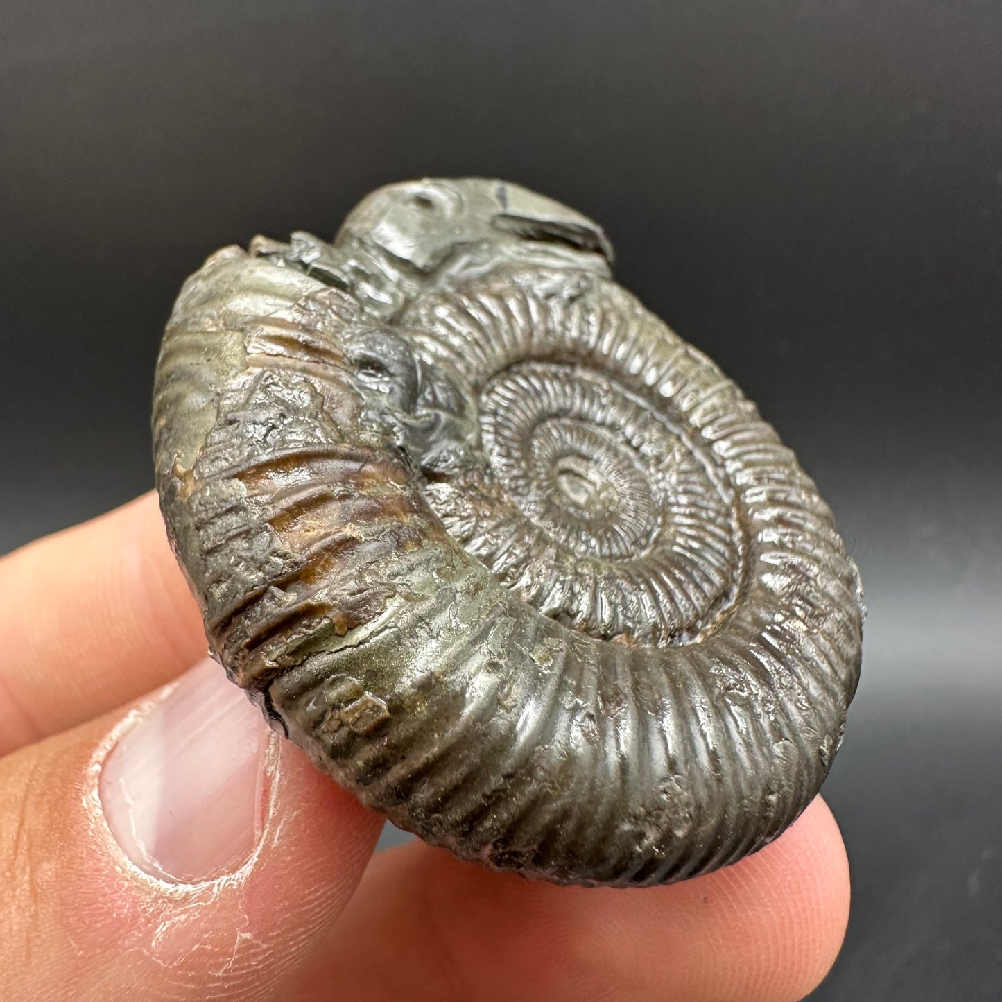 Snakestone Ammonite Fossil With Bag/Box And Stand - Whitby, North Yorkshire Jurassic Coast Yorkshire Fossils