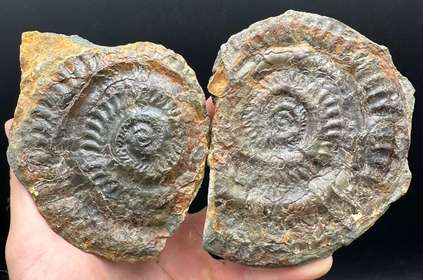 Hildoceras lusitanicum Ammonite Nodule (split pair) Fossil With Stand - Whitby, North Yorkshire Jurassic Coast Yorkshire Fossils