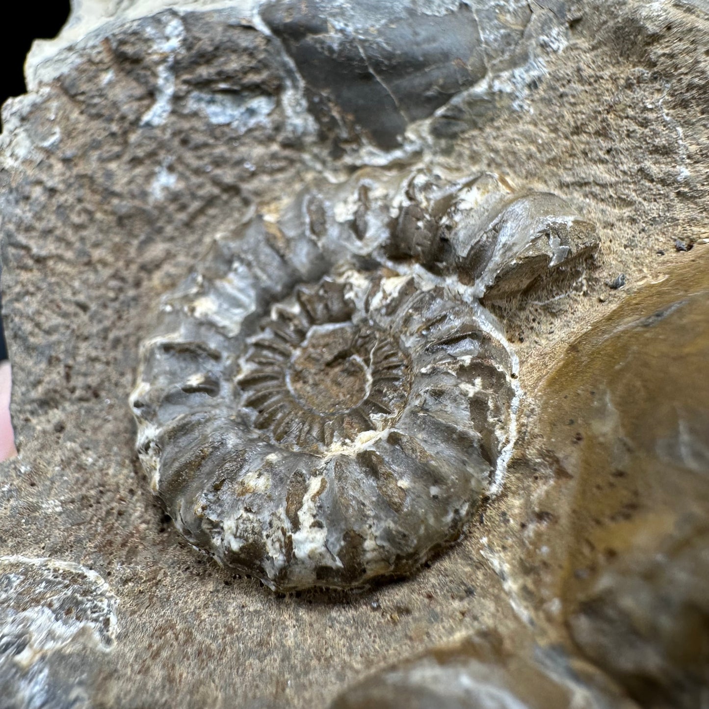 Androgynoceras capricornus Ammonite fossil with box and stand - Whitby, North Yorkshire Jurassic Coast Yorkshire Fossils