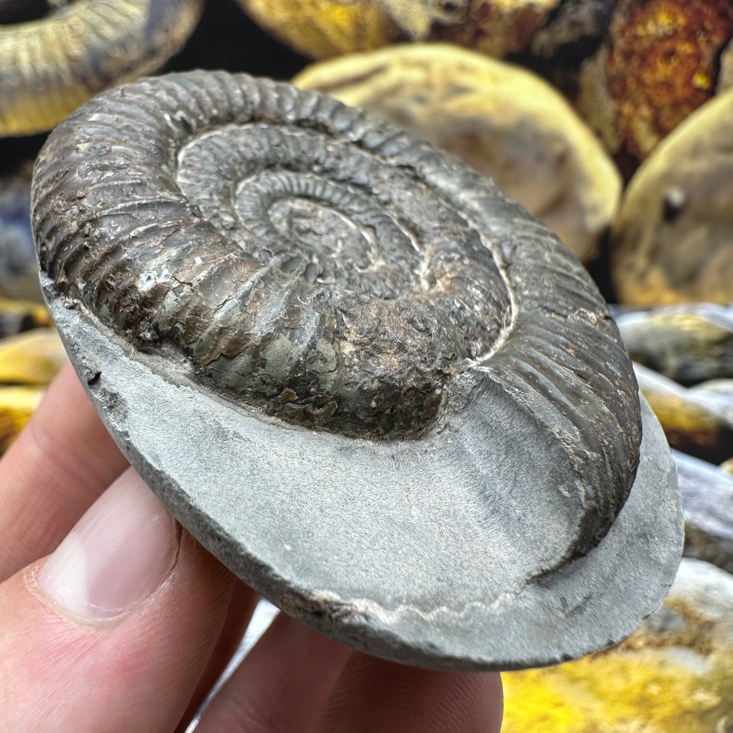 Dactylioceras ammonite fossil - Whitby, North Yorkshire Jurassic Coast