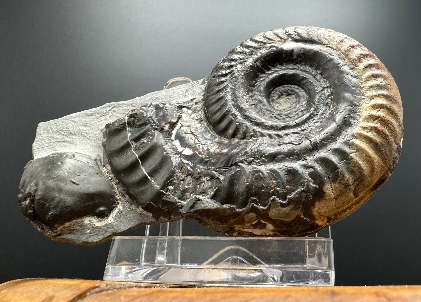 Hildoceras Bifrons Ammonite fossil with box and stand - Whitby, North Yorkshire Jurassic Coast, Yorkshire Fossils from the Jurassic Coast