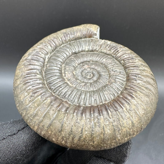 Dactylioceras Ammonite Fossil With Box And Stand - Whitby, North Yorkshire Jurassic Coast Yorkshire Fossils