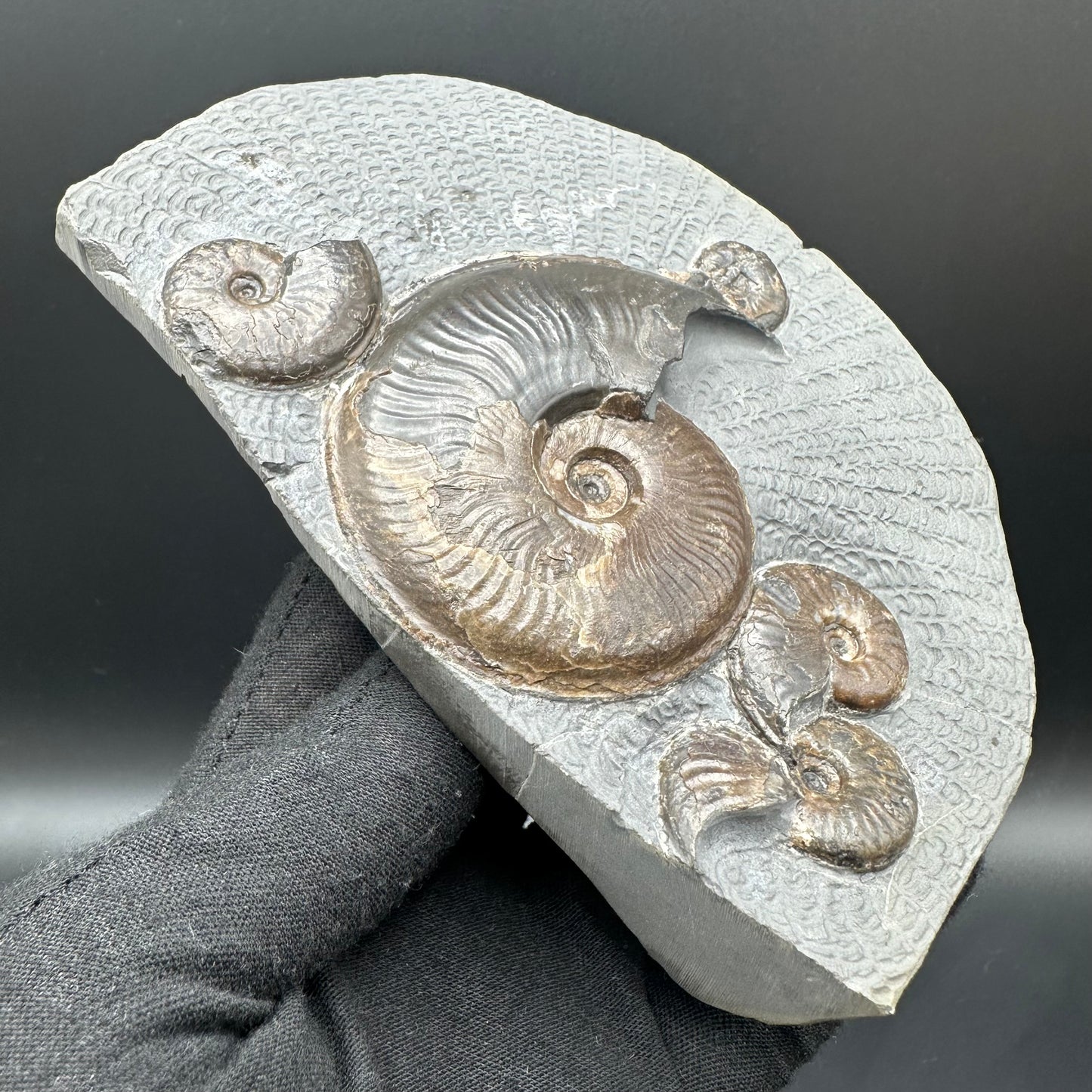Eleganticeras Elegantulum ammonite fossil with stand - Whitby, North Yorkshire Jurassic Coast, Yorkshire Fossils