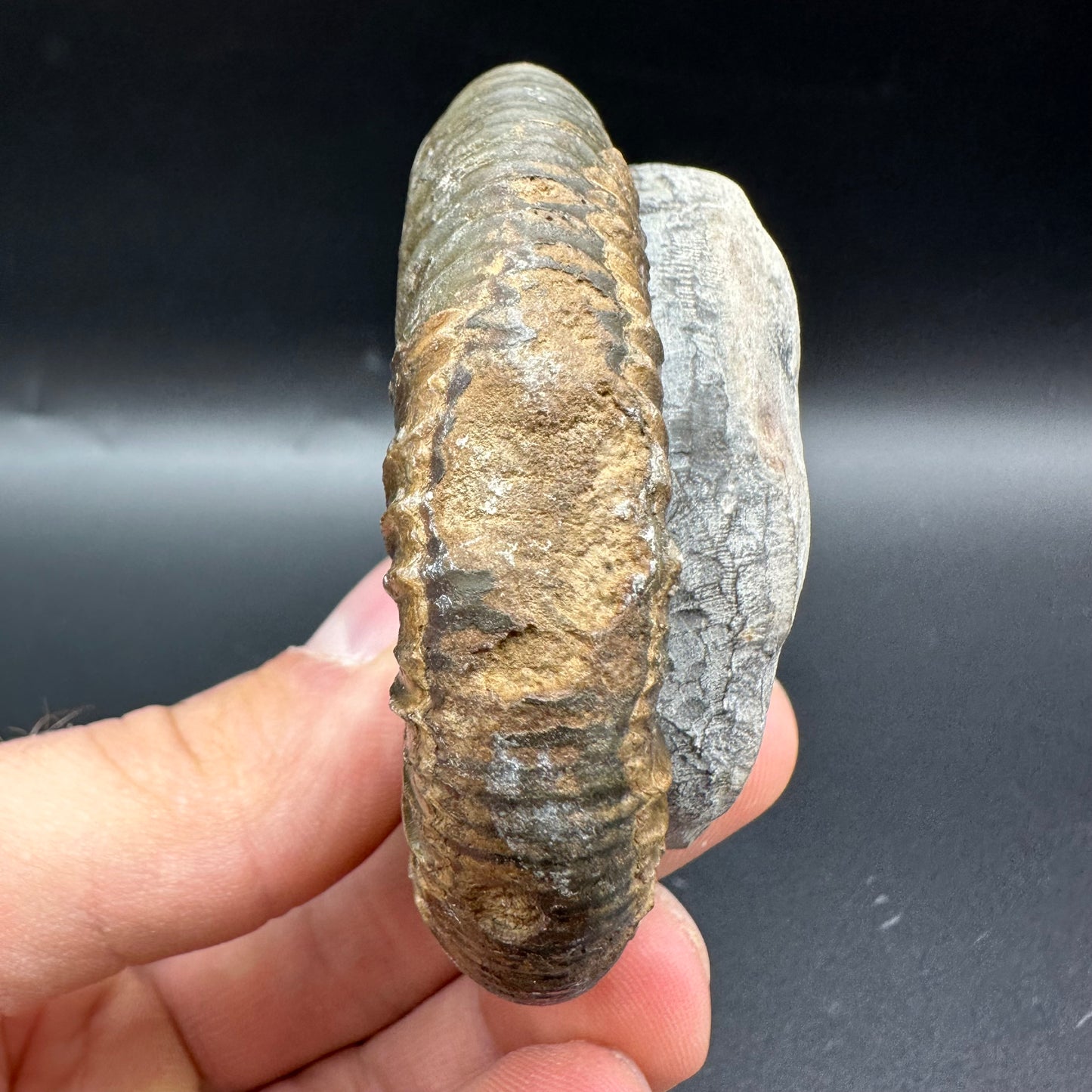 Dactylioceras Ammonite Fossil With Box And Stand - Whitby, North Yorkshire Jurassic Coast Yorkshire Fossils