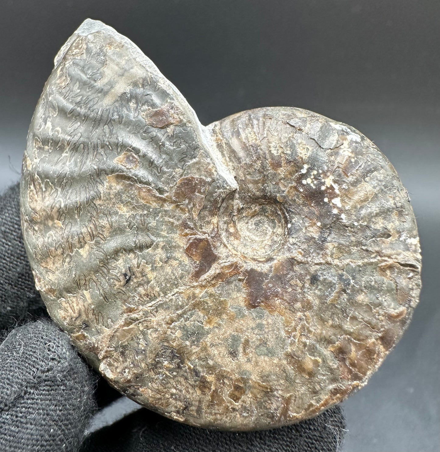 Pseudolioceras lythense Ammonite fossil with box and stand - Whitby, North Yorkshire, Yorkshire Fossils on the Jurassic Coast