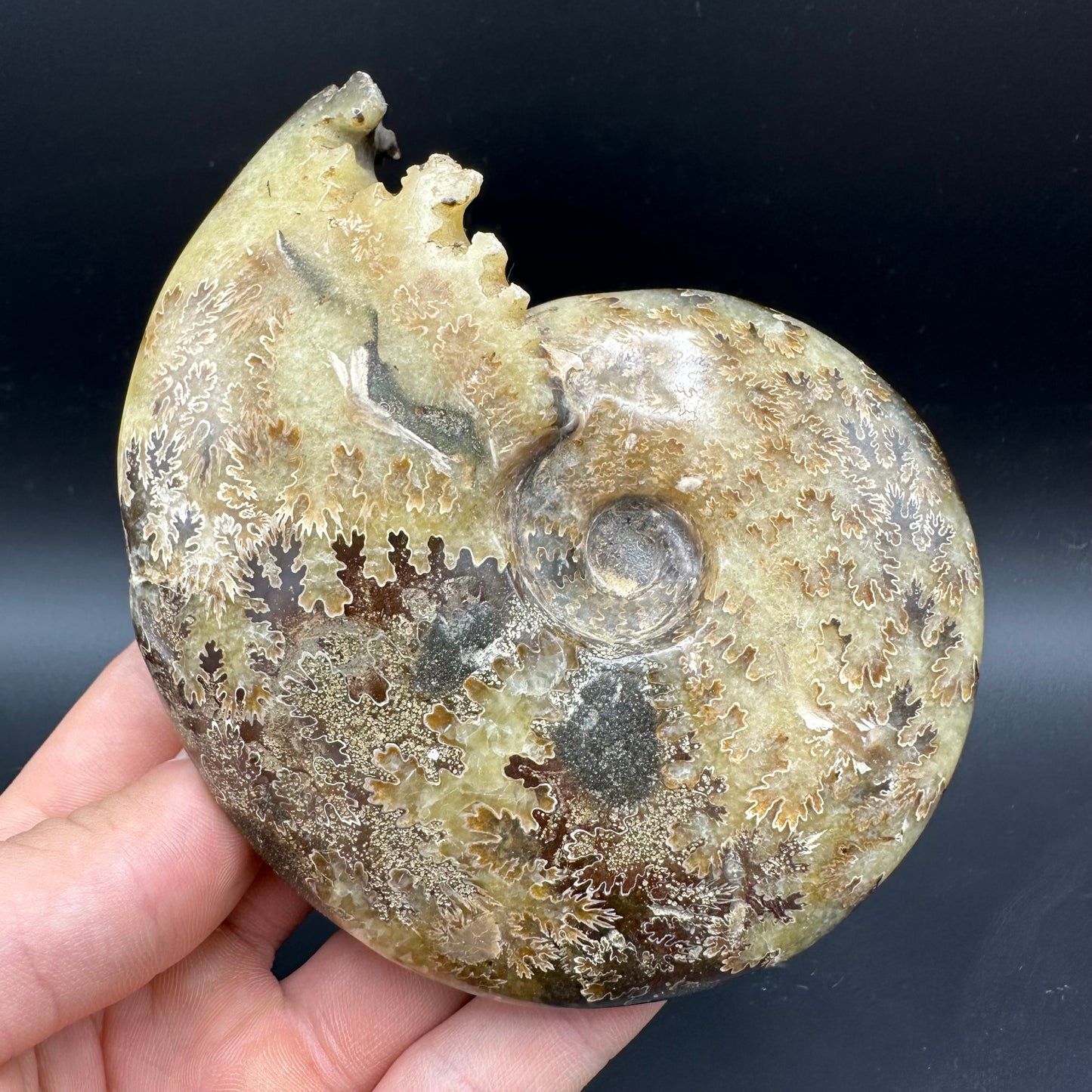 Cleoniceras Ammonite Fossil With Box And Stand - Cretaceous Ammonite Madagascar