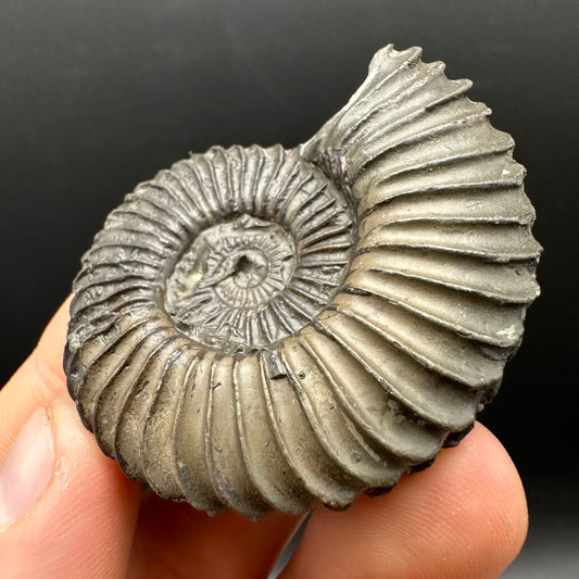 Schlothemia sp. ammonite fossil with box and stand - Whitby, North Yorkshire Jurassic Coast, Yorkshire fossils