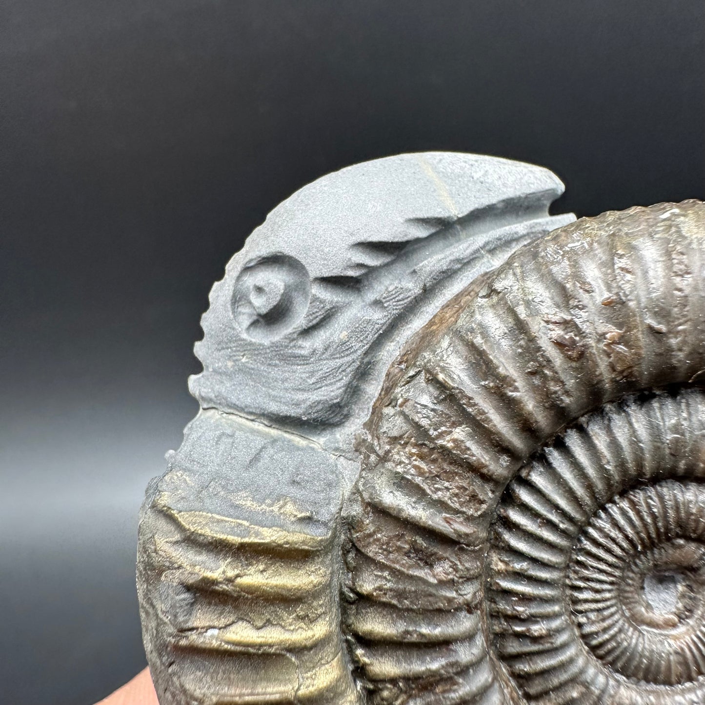 Hydra Snakestone Ammonite Fossil With Bag/Box And Stand - Whitby, North Yorkshire Jurassic Coast Yorkshire Fossils