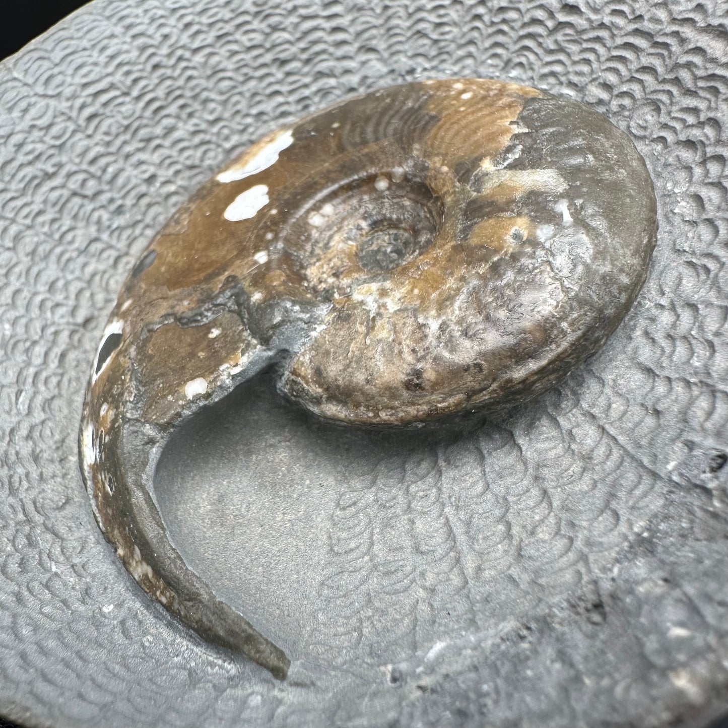 Eleganticeras Elegantulum ammonite with box and stand - Whitby, North Yorkshire Jurassic Coast, Yorkshire Fossils