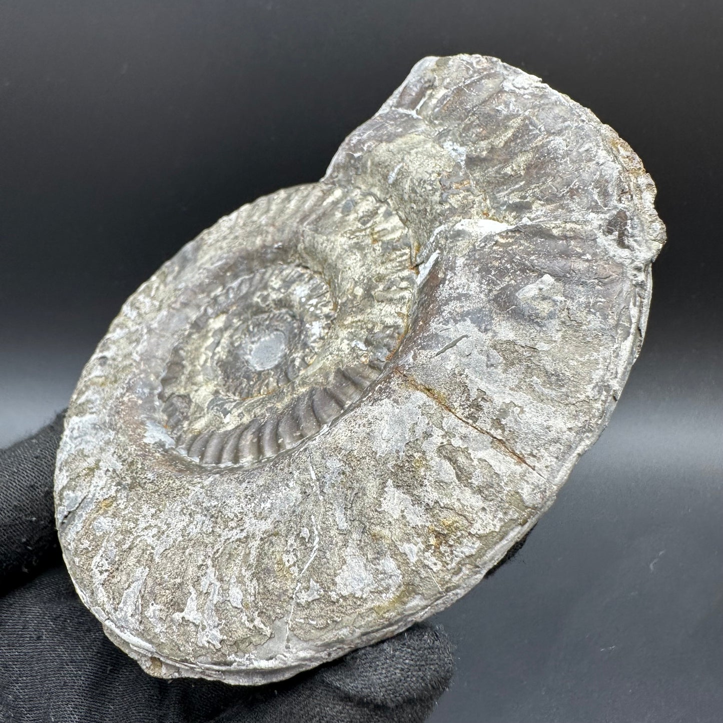 Golden Hildoceras lusitanicum Ammonite fossil with stand - Whitby, North Yorkshire, Jurassic Coast, Yorkshire Fossils from the Jurassic Coast