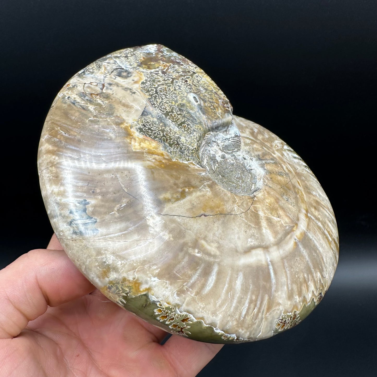 Cleoniceras Ammonite Fossil With Stand - Cretaceous Ammonite Madagascar
