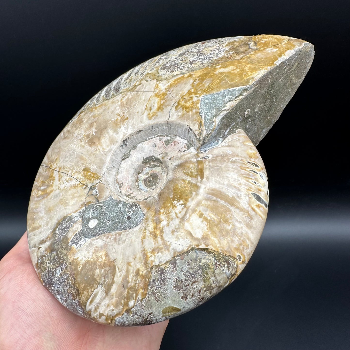 Cleoniceras Ammonite Fossil With Stand - Cretaceous Ammonite Madagascar