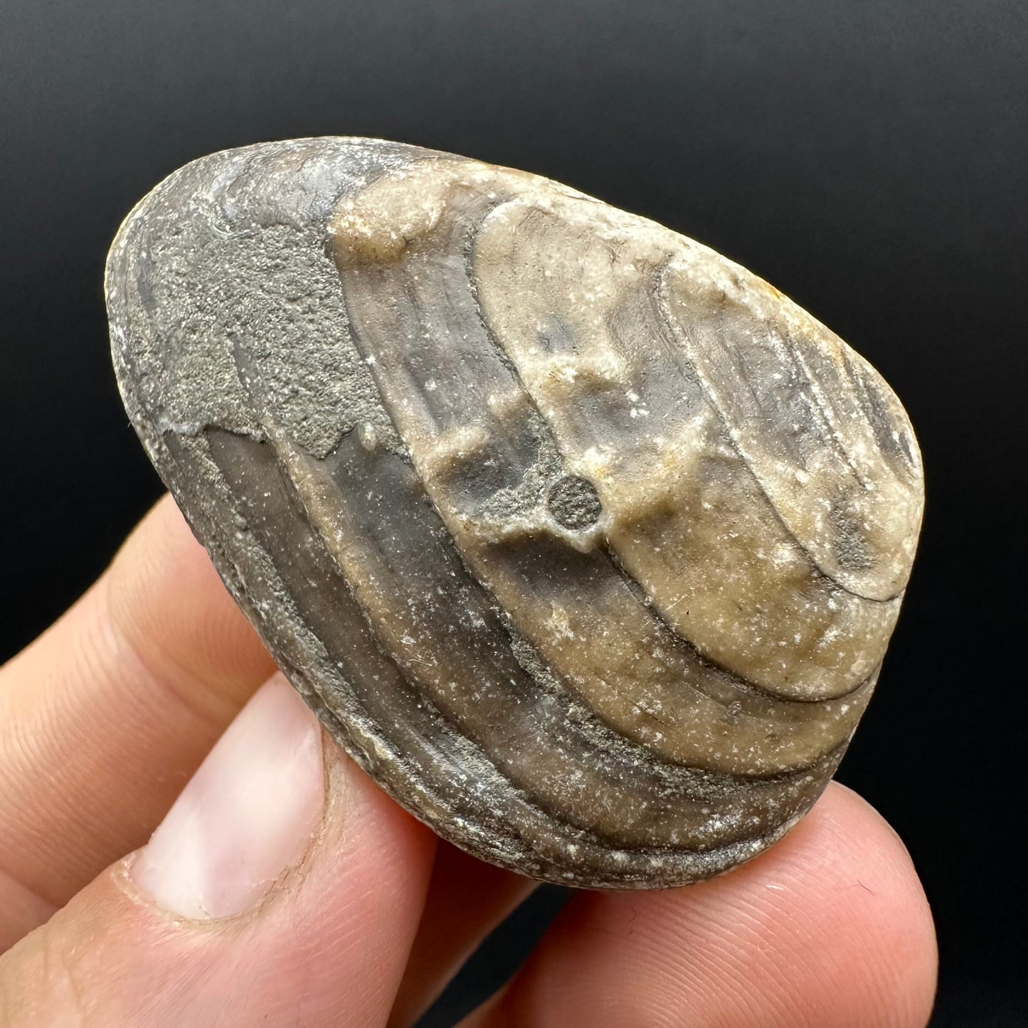 Shell fossil with box and stand - Whitby, North Yorkshire, Jurassic Coast, Yorkshire Fossils