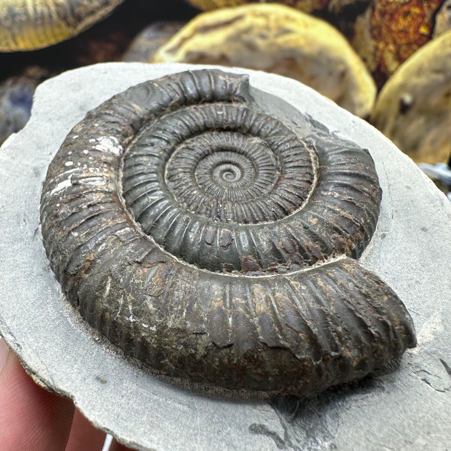 Dactylioceras ammonite fossil - Whitby, North Yorkshire Jurassic Coast