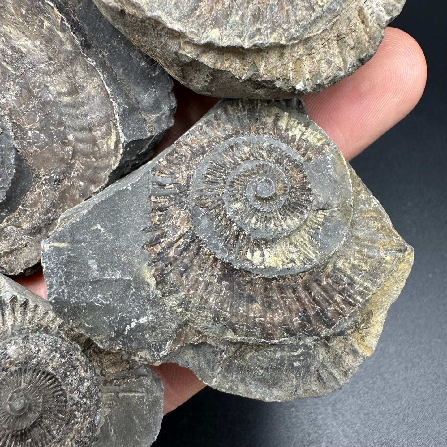 Dactylioceras imprint (negative) bundle ammonite shell fossil with box - Whitby, North Yorkshire, Yorkshire Fossils