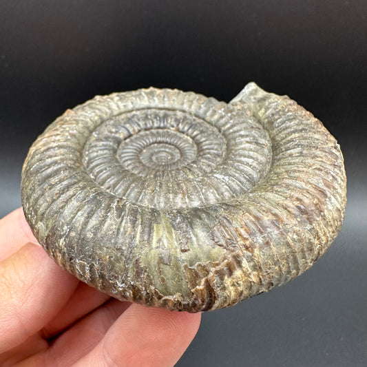 Dactylioceras Ammonite Fossil With Box And Stand - Whitby, North Yorkshire Jurassic Coast Yorkshire Fossils