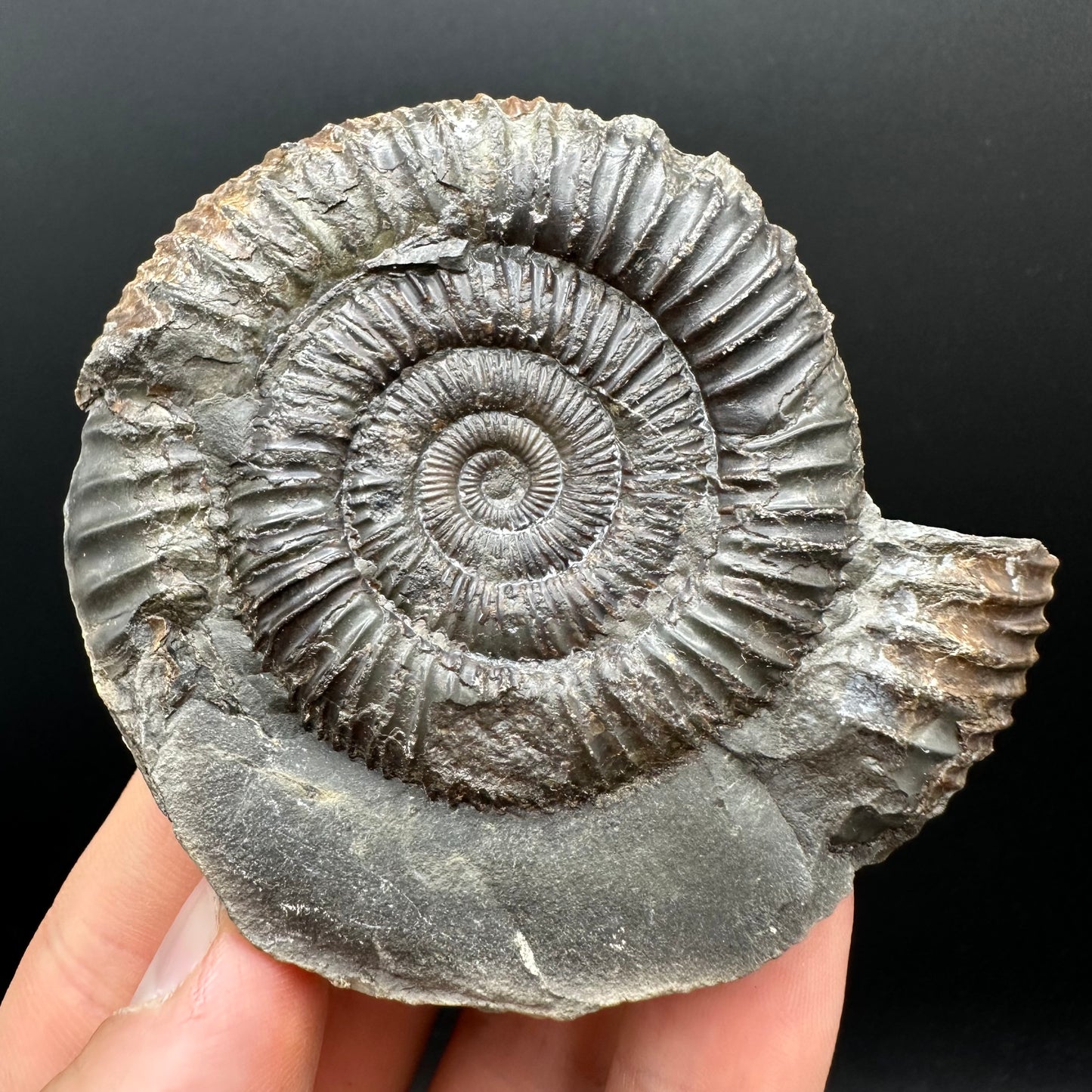 Dactylioceras Ammonite nodule (split pair) Fossil With Box And Stand - Whitby, North Yorkshire Jurassic Coast Yorkshire Fossils