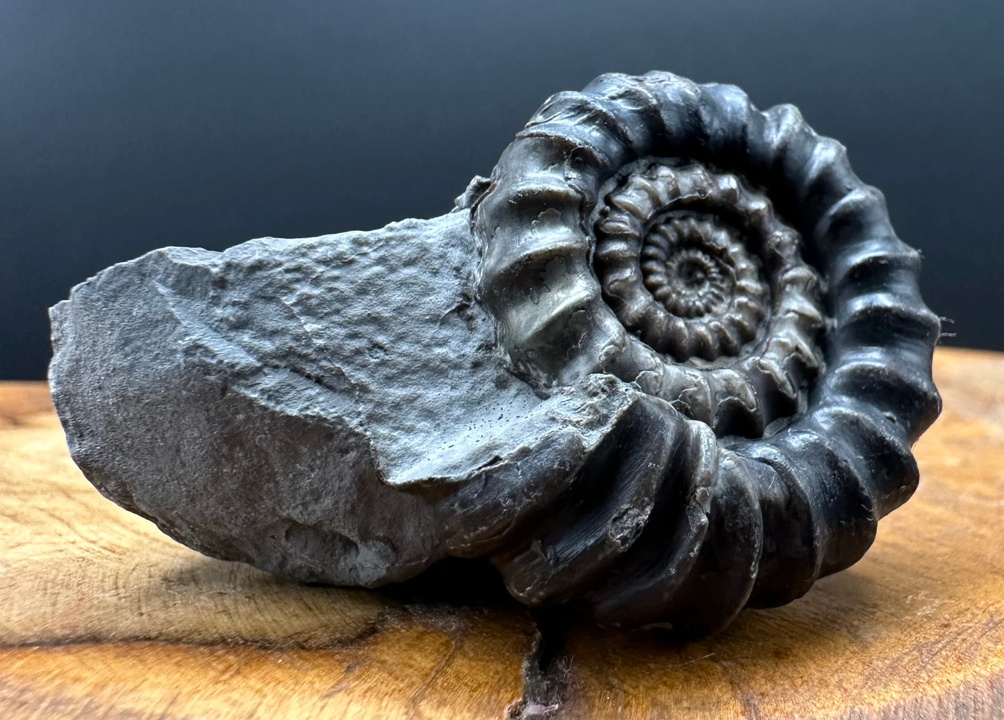 Gagaticeras Ammonite fossil with box and stand - Whitby, North Yorkshire Jurassic Coast Yorkshire Fossils